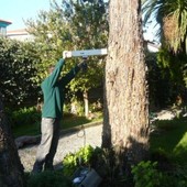 In viale Risorgimento a Canelli 29 alberi in condizioni precarie. Il sindaco: &quot;Serve una sostituzione&quot;