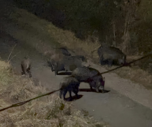 Asti, cinghiali a passeggio in zona Obi: avvistamenti anche nel pomeriggio
