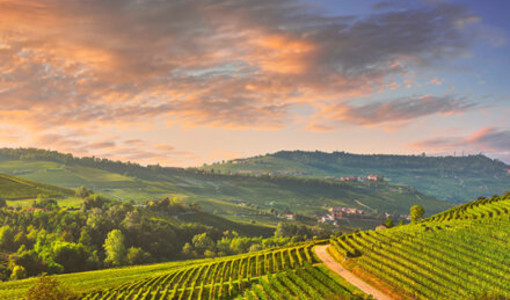 Sagre, musica e notti bianche: il Monferrato accende il weekend di metà luglio Sagre, musica e notti bianche: il Monferrato accende il weekend di metà luglio