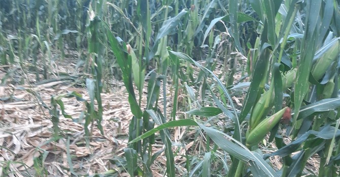 Siccità, già oltre 30 milioni il conto per l’agricoltura: il più colpito il mais