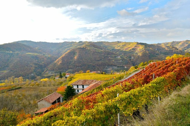Dai sorì delle Langhe alla bottiglia: la filiera corta di Terrenostre