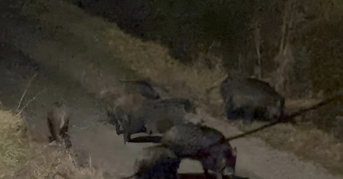 Asti, cinghiali a passeggio in zona Obi: avvistamenti anche nel pomeriggio Asti, cinghiali a passeggio in zona Obi: avvistamenti anche nel pomeriggio