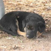 Alba, il Comune avvia la coprogettazione per la gestione del canile