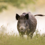 Peste suina africana, il Piemonte proroga per 60 giorni le misure di contrasto Peste suina africana, il Piemonte proroga per 60 giorni le misure di contrasto
