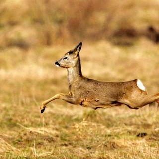 Caprioli, scontro Provincia di Asti - LAV: il TAR dà ragione agli animalisti