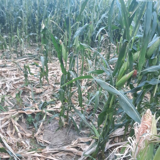 Siccità, già oltre 30 milioni il conto per l’agricoltura: il più colpito il mais Siccità, già oltre 30 milioni il conto per l’agricoltura: il più colpito il mais