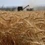 L'invasione di cereali russi mette a rischio il comparto agricolo italiano: le considerazioni di Coldiretti Asti