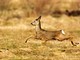Caprioli, scontro Provincia di Asti - LAV: il TAR dà ragione agli animalisti