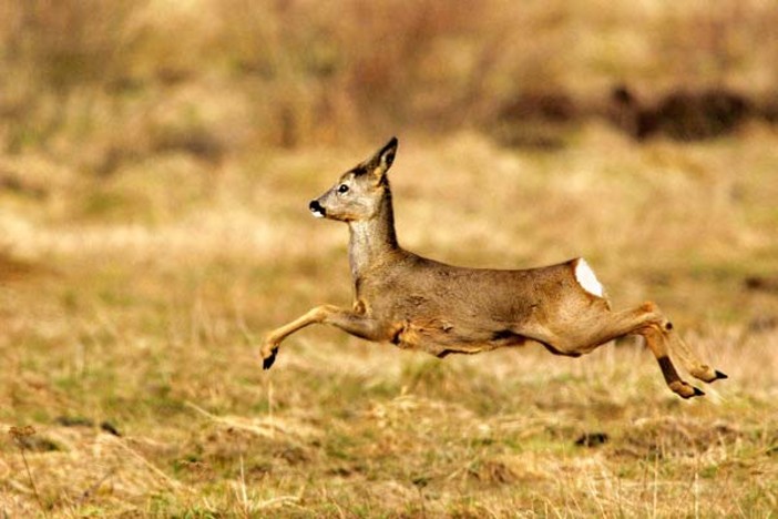 Caprioli, scontro Provincia di Asti - LAV: il TAR dà ragione agli animalisti