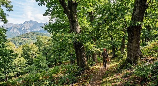 Fascia montana e taglio dei castagneti, la Regione anticipa al primo settembre la stagione della ceduazione