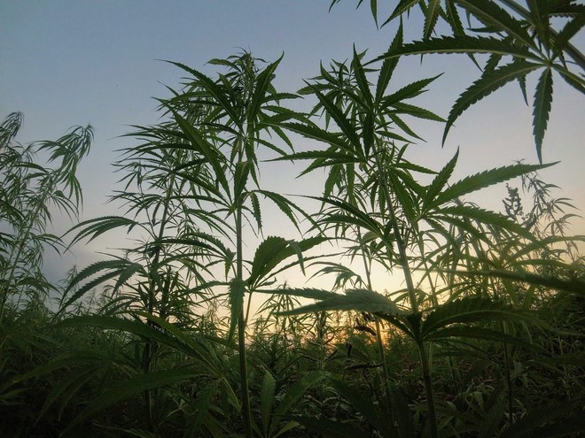 Cia in Consiglio regionale per difendere la filiera della canapa