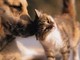Cane o gatto smarrito o rubato? Ora lo si può segnalare anche online