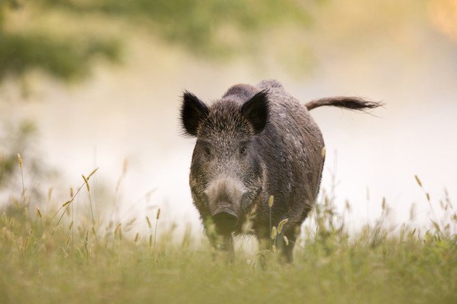 Peste suina africana, il Piemonte proroga per 60 giorni le misure di contrasto Peste suina africana, il Piemonte proroga per 60 giorni le misure di contrasto