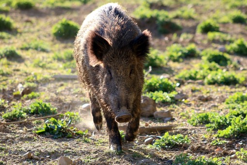 Peste suina, l'epidemia si allarga nell'Astigiano: accertato il primo caso a Serole Peste suina, l'epidemia si allarga nell'Astigiano: accertato il primo caso a Serole