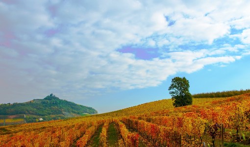“Sinfonia Barbera”, a Vinitaly 2026 il progetto che unisce sei paesi del Monferrato in un itinerario dedicato al vino simbolo del territorio