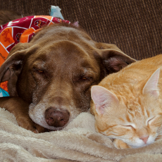 Cani e gatti smarriti. Perché succede più spesso di quanto si pensi in città