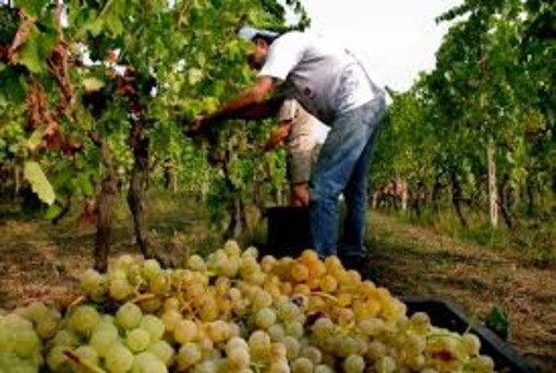 Caporalato nei vigneti, processo in arrivo: Castagnole delle Lanze al centro dell'inchiesta