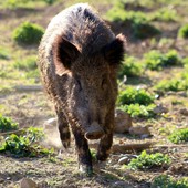 Dalla provincia kit elettrificati in comodato gratuito per proteggere l'agricoltura dalla fauna selvatica