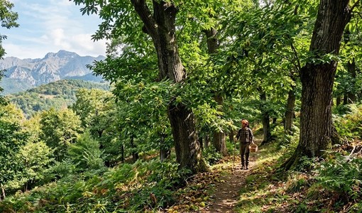 Fascia montana e taglio dei castagneti, la Regione anticipa al primo settembre la stagione della ceduazione