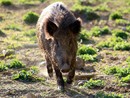 Prolungato di un mese il calendario di caccia al cinghiale