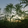 Cia in Consiglio regionale per difendere la filiera della canapa