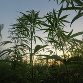 Cia in Consiglio regionale per difendere la filiera della canapa