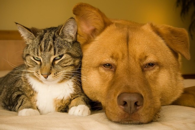 Torna all’Esselunga la raccolta alimentare per cani e gatti con i volontari Balzoo