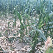 Siccità, già oltre 30 milioni il conto per l’agricoltura: il più colpito il mais