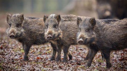 Piemonte: via al nuovo piano contro la peste suina africana: autorizzati oltre 14.600 prelievi selettivi