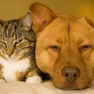 Torna all’Esselunga la raccolta alimentare per cani e gatti con i volontari Balzoo