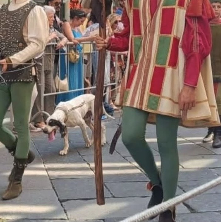 Dopo il Palio, le critiche di Miroglio: "Angosciante vedere un cane stremato e assetato nel corteo, era evitabile?" Dopo il Palio, le critiche di Miroglio: "Angosciante vedere un cane stremato e assetato nel corteo, era evitabile?"