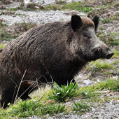 A Cravanzana il primo caso di peste suina africana in provincia di Cuneo: il virus entra in Alta Langa