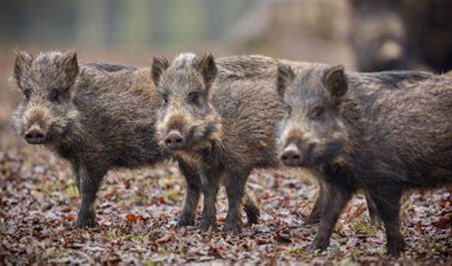 Peste suina, dati stabili nell'Astigiano: nessun nuovo caso Peste suina, dati stabili nell'Astigiano: nessun nuovo caso