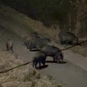 Asti, cinghiali a passeggio in zona Obi: avvistamenti anche nel pomeriggio