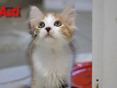 Un gatto ospite del canile municipale di Asti (Merphefoto)