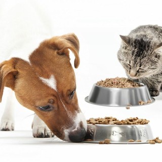 A Isola d'Asti una raccolta alimentare per gli animali in difficoltà