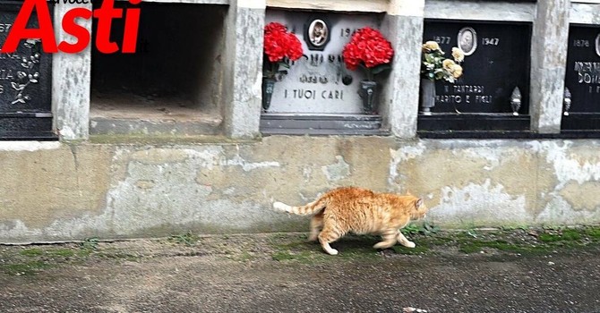 La colonia felina del cimitero di Asti (Merphefoto)