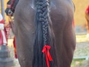 Il fiocco rosso contro la violenza sulle donne sul cavallo del Capitano del Palio Gianbattista Filippone Il fiocco rosso contro la violenza sulle donne sul cavallo del Capitano del Palio Gianbattista Filippone