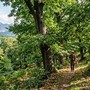 Fascia montana e taglio dei castagneti, la Regione anticipa al primo settembre la stagione della ceduazione