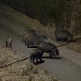 Asti, cinghiali a passeggio in zona Obi: avvistamenti anche nel pomeriggio