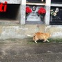 La colonia felina del cimitero di Asti (Merphefoto)