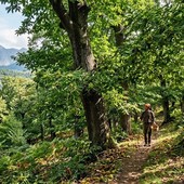 Fascia montana e taglio dei castagneti, la Regione anticipa al primo settembre la stagione della ceduazione