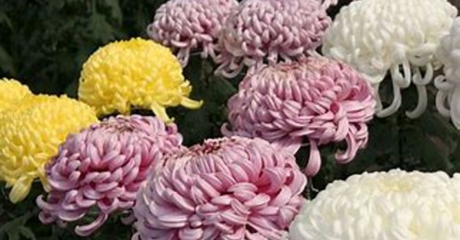 Mercato dei fiori in piazza Campo Palio, scattano i divieti: ecco le modifiche alla viabilità Mercato dei fiori in piazza Campo Palio, scattano i divieti: ecco le modifiche alla viabilità