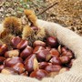 La castanicoltura tradizionale diventa "Presidio Slow Food"