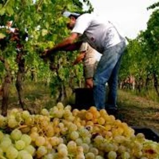 Caporalato nei vigneti, processo in arrivo: Castagnole delle Lanze al centro dell'inchiesta