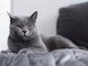 Divano e animali domestici: come far convivere comfort, resistenza e design