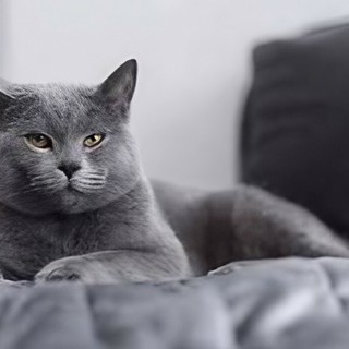 Divano e animali domestici: come far convivere comfort, resistenza e design