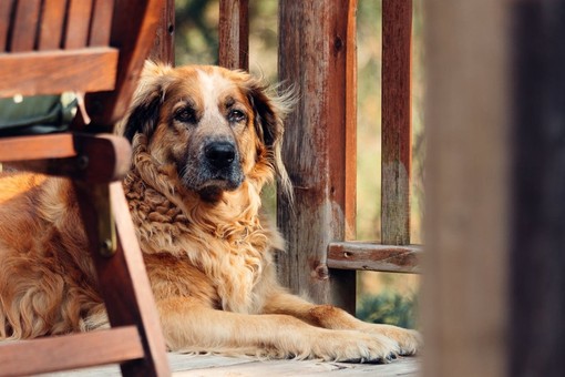 La Displasia dell'anca nei cani: riconoscimento, trattamento e prevenzione