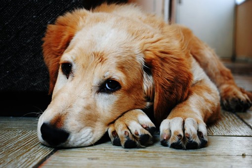 Amico fedele a quattro zampe in difficoltà? Scopri come affrontare la diarrea nel tuo cane