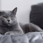 Divano e animali domestici: come far convivere comfort, resistenza e design